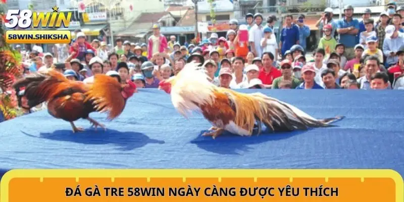 da-ga-tre-58win-ngay-cang-duoc-yeu-thich